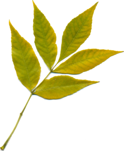 sheet, autumn leaf, yellow leaves, nature, yellow, autumn, clipart, autumn leaf, nature, clipart, clipart, clipart, clipart, clipart